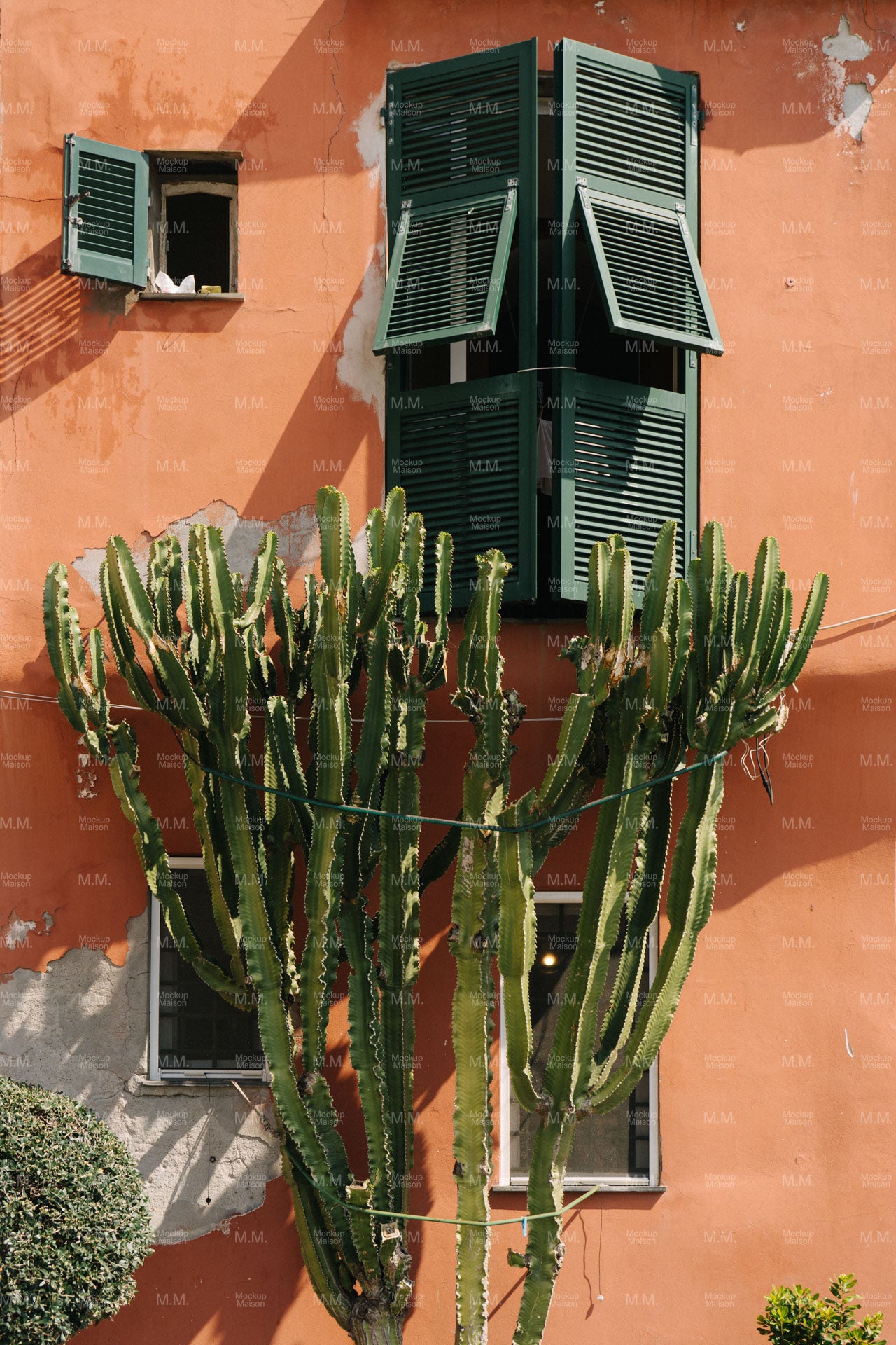 Cactus Stock Image SI-ITA-09